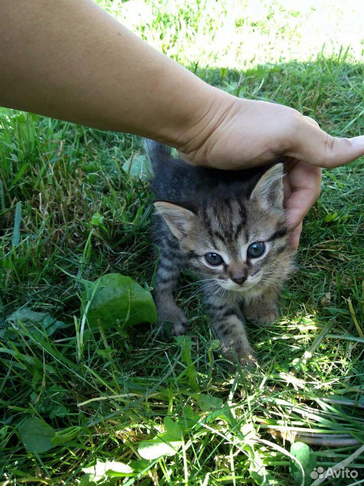 Котята. Кошка купить на Зозу.ру - фотография № 2