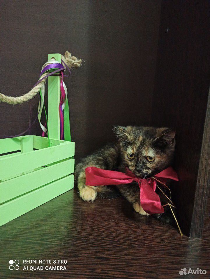 Шикарные котята купить на Зозу.ру - фотография № 4