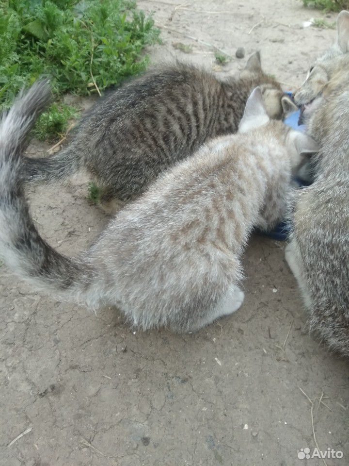 Котята от кошки-крысоловки купить на Зозу.ру - фотография № 2