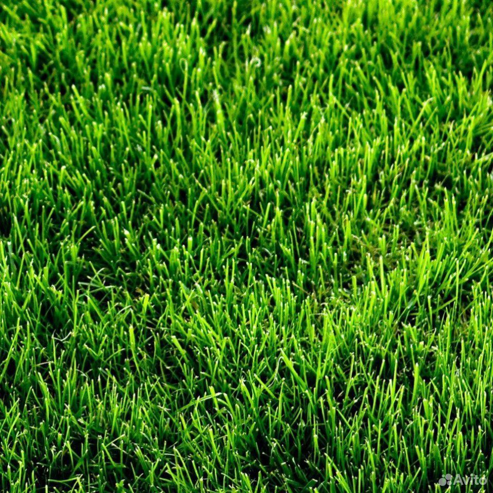 Свежескошенная трава купить на Зозу.ру - фотография № 1