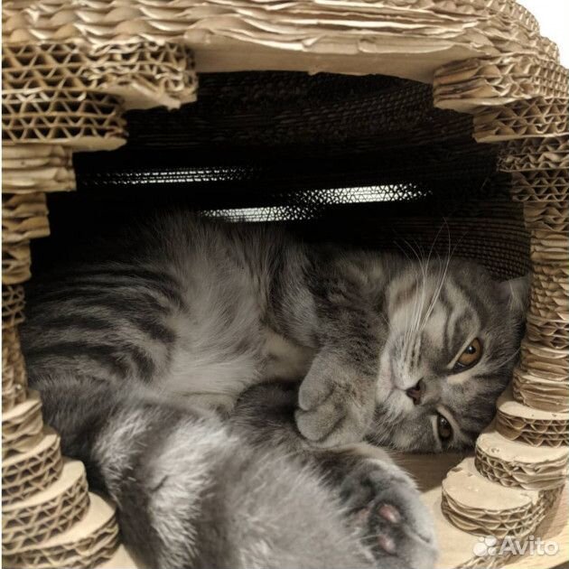 Когтеточка и домик для кота Картонная Сфера купить на Зозу.ру - фотография № 2