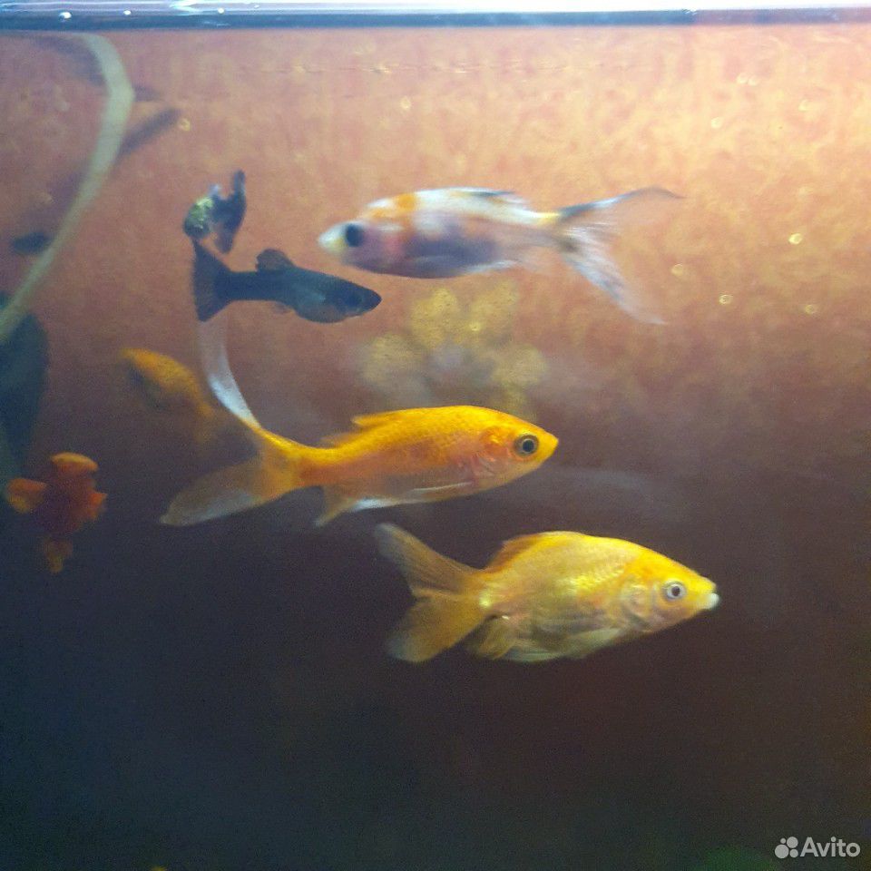 Золотые рыбки,рыбки кои купить на Зозу.ру - фотография № 7