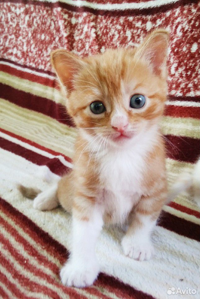 Котята тайской кошки купить на Зозу.ру - фотография № 7