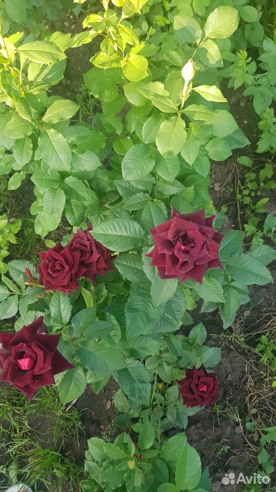 Розы саженцы купить на Зозу.ру - фотография № 1