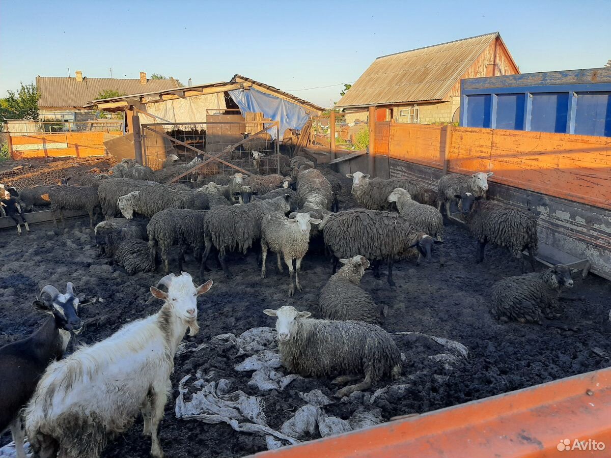 Бараны, овцы, козы купить на Зозу.ру - фотография № 3