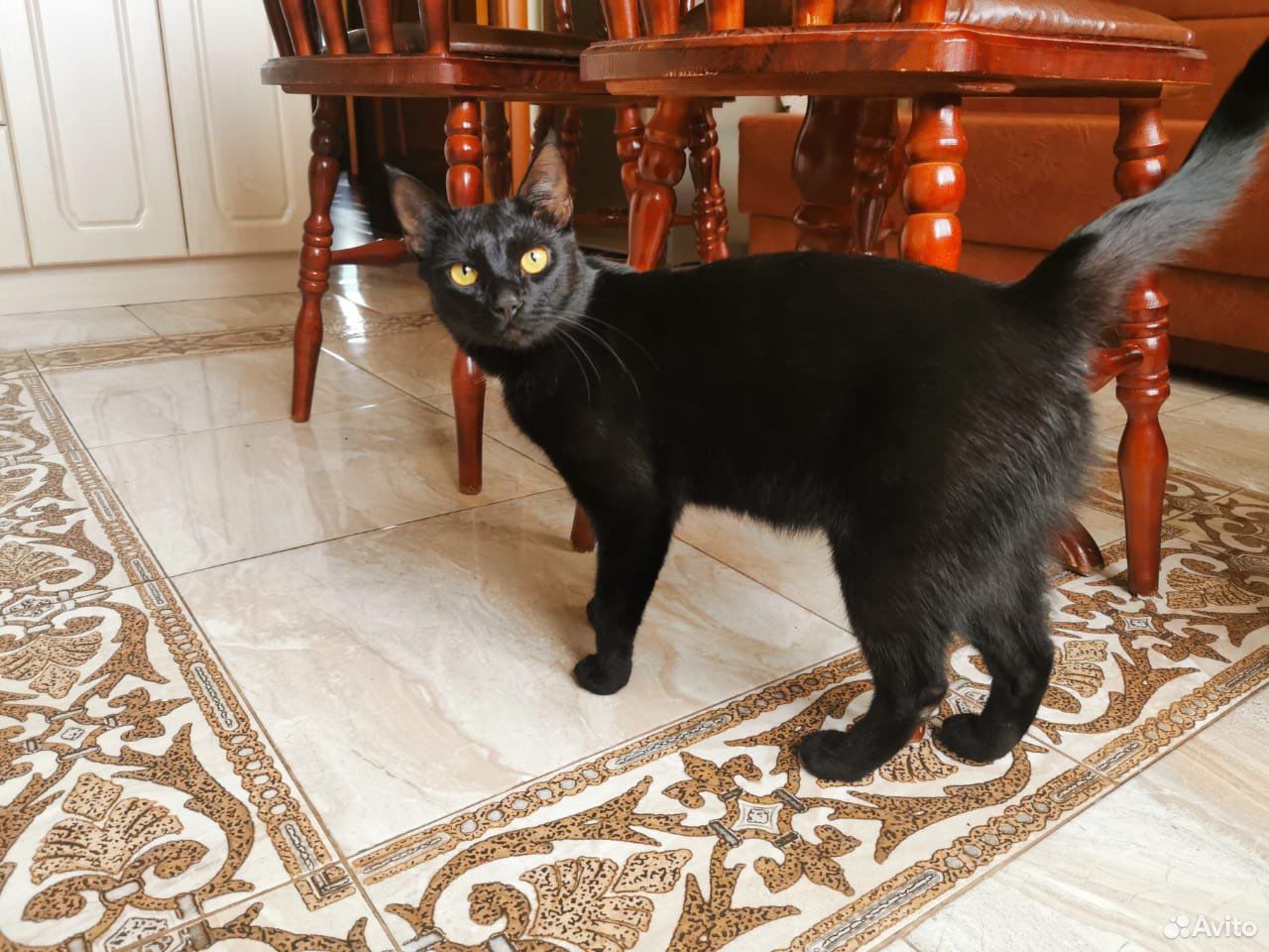Кот «чёрный бриллиант» купить на Зозу.ру - фотография № 4