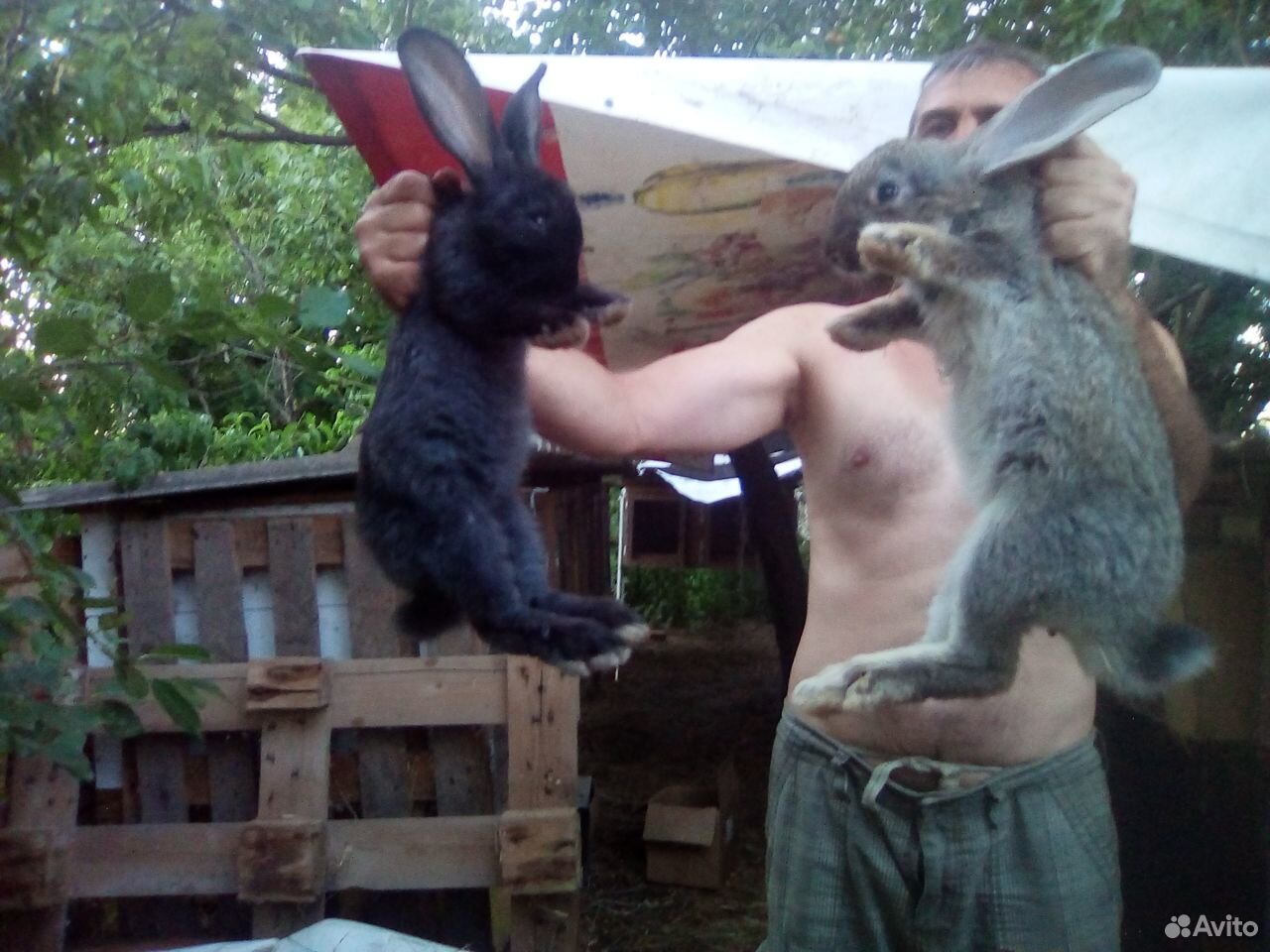 Кролик Фландер.6 месяцев,крольчата 3 месяца купить на Зозу.ру - фотография № 7