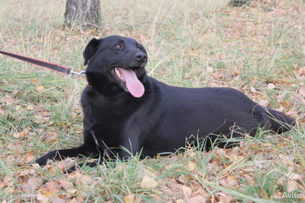 Черная собака Герда в добрые руки из приюта купить на Зозу.ру - фотография № 4