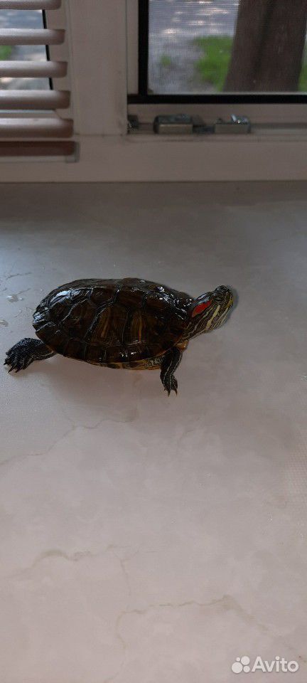 Красноухая черепаха купить на Зозу.ру - фотография № 4