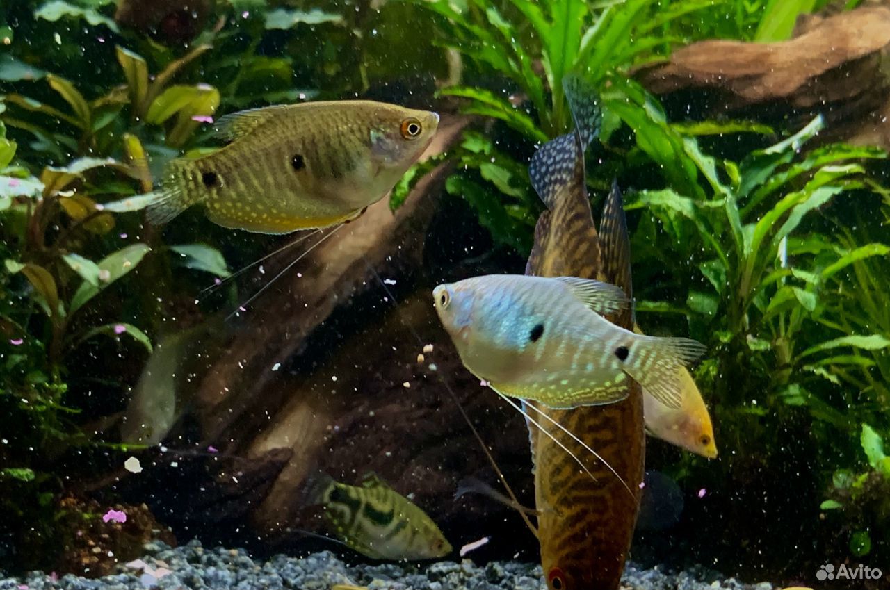 Гурами, аквариумные рыбки купить на Зозу.ру - фотография № 1