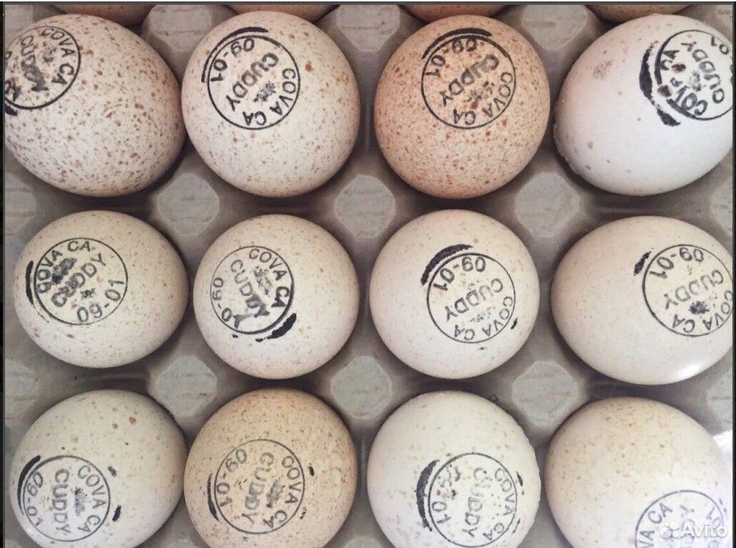 Инкубационное яйцо из Европы еженедельно купить на Зозу.ру - фотография № 1