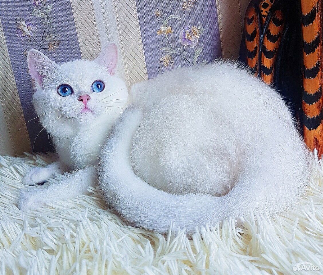 Великолепный плюшевый котик с сапфировыми глазами купить на Зозу.ру - фотография № 6