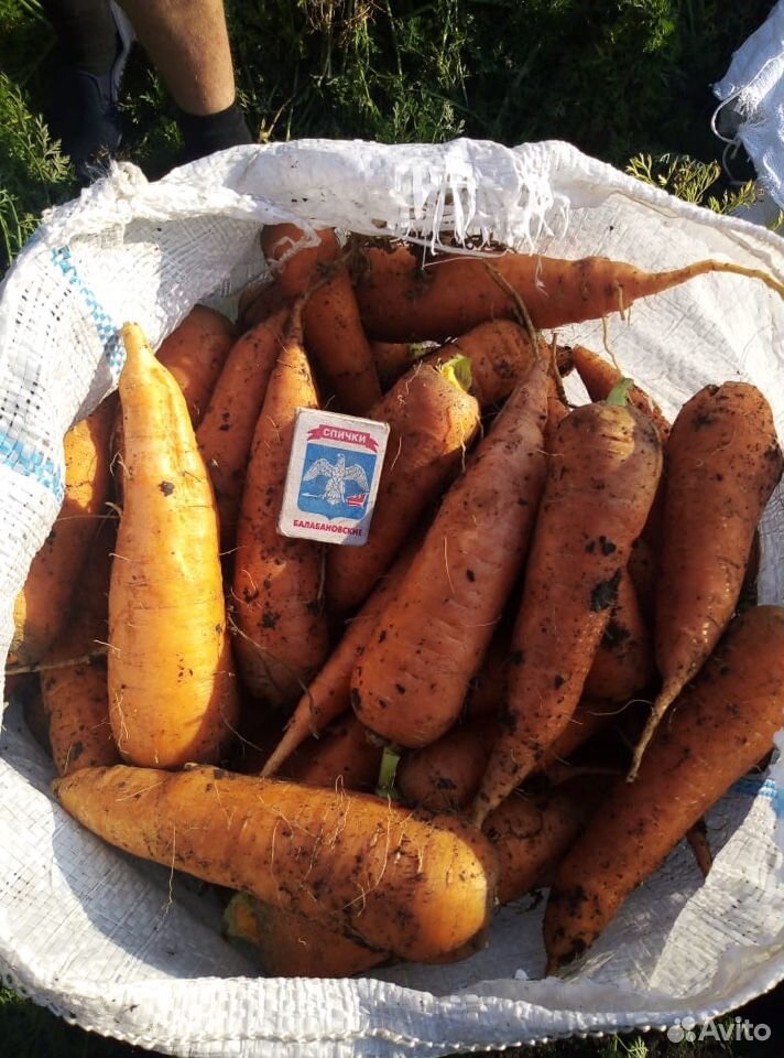 Морковь купить на Зозу.ру - фотография № 2