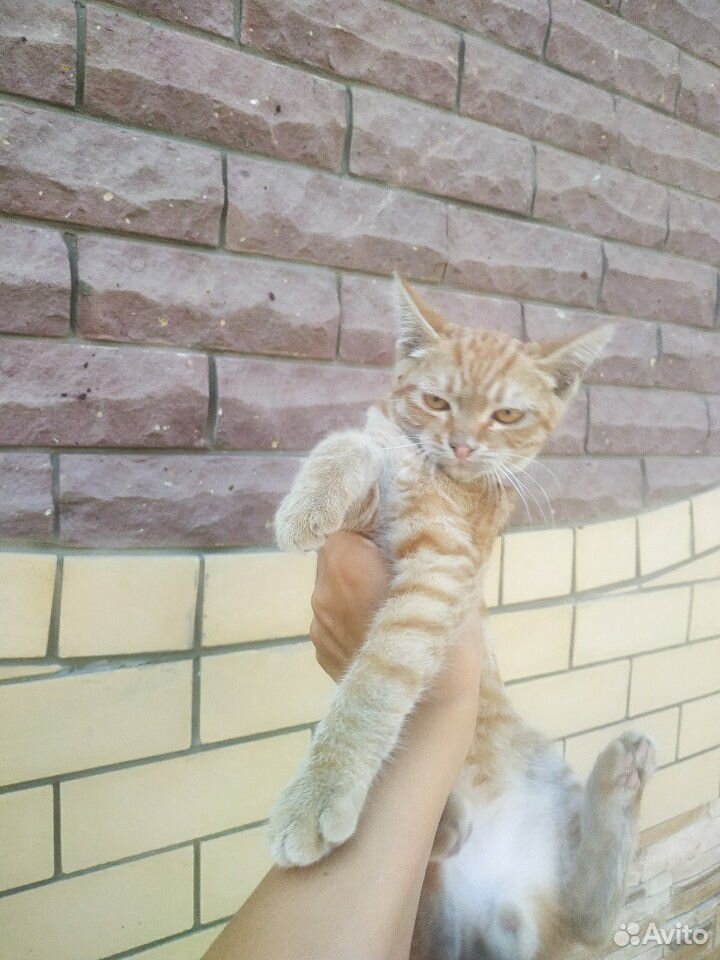 Рыжий котенок купить на Зозу.ру - фотография № 1