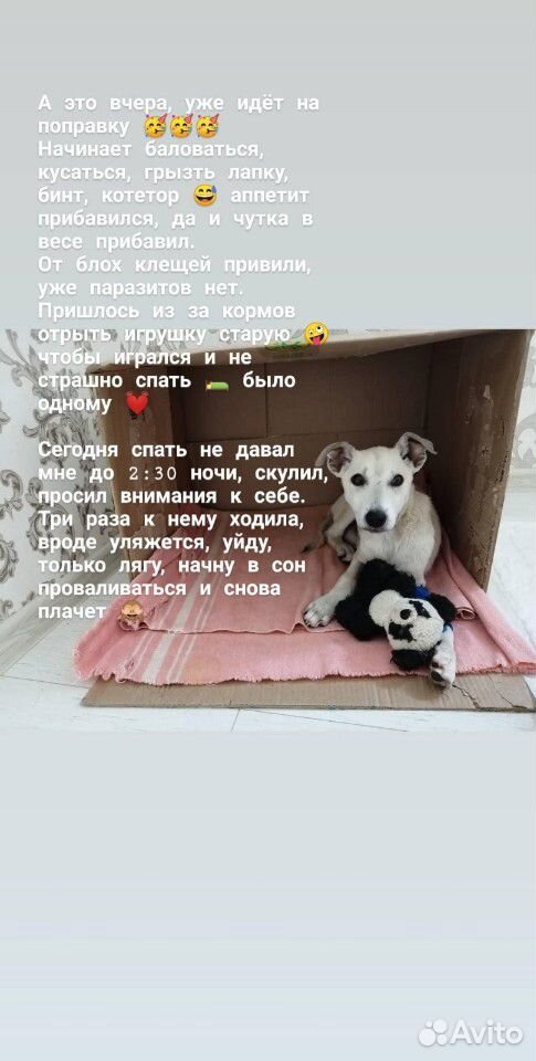 Собака в добрые руки купить на Зозу.ру - фотография № 6