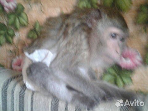 Яванская взрослая ручная обезьянка купить на Зозу.ру - фотография № 4