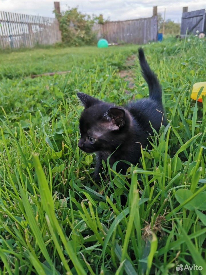 Котёнок черный с проседью купить на Зозу.ру - фотография № 6