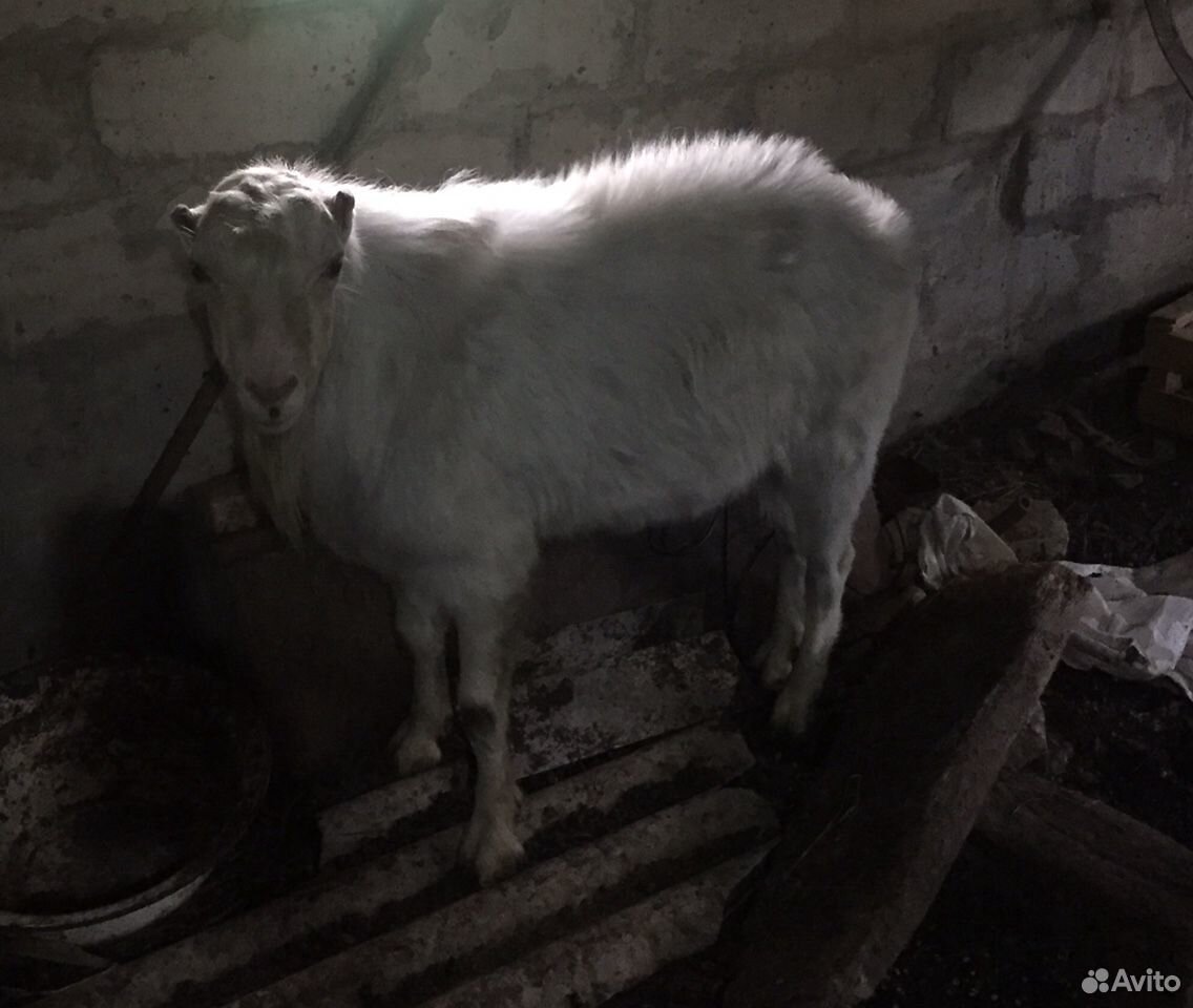 Продам две козы и два козла купить на Зозу.ру - фотография № 1