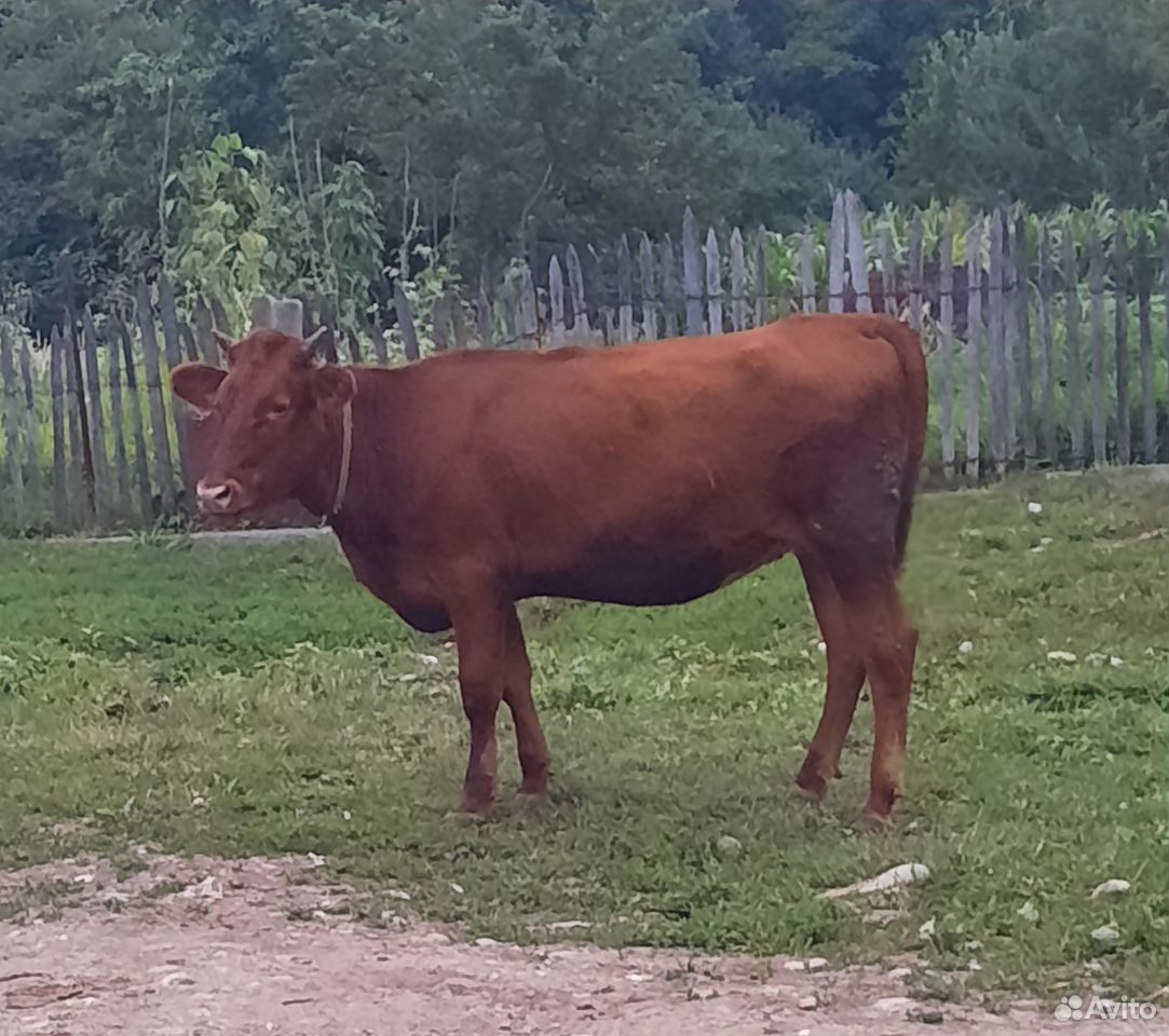 Стельная корова 1,8 месяцев купить на Зозу.ру - фотография № 1
