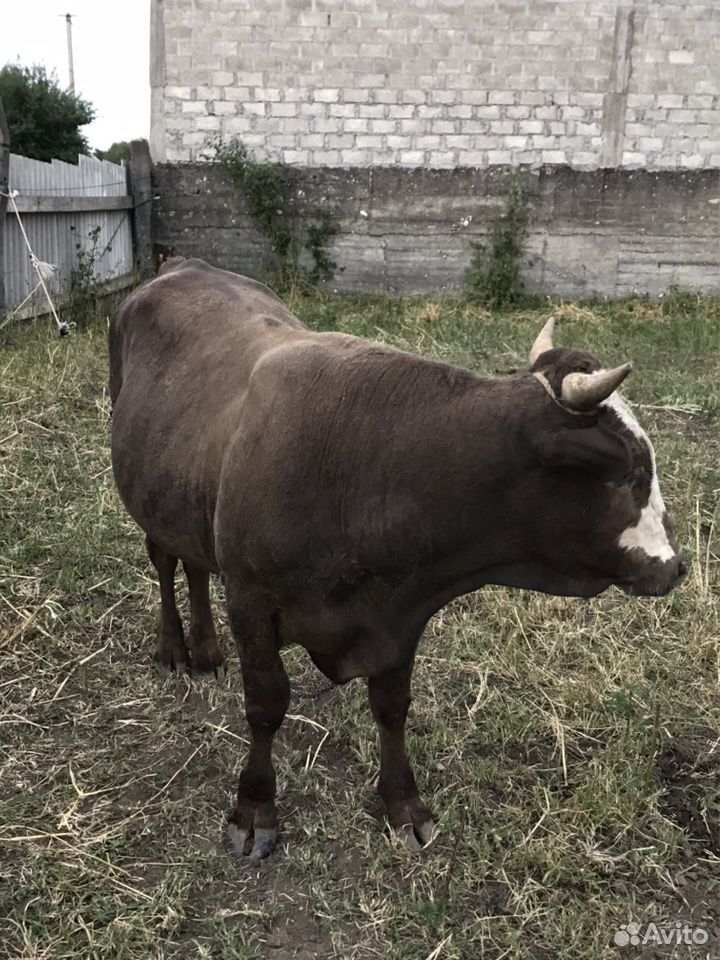 Корова купить на Зозу.ру - фотография № 7