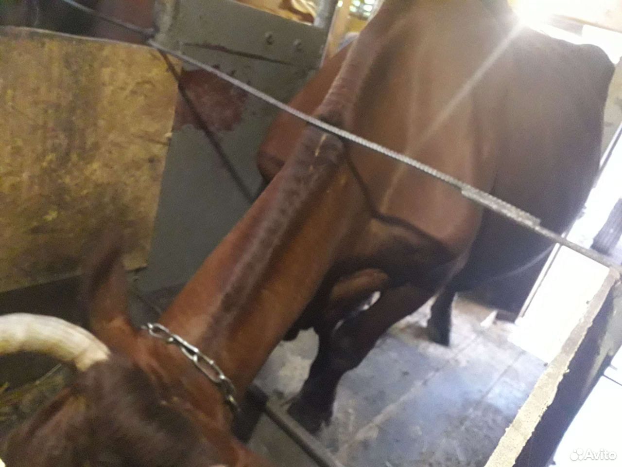 Корова, тёлка и бычок купить на Зозу.ру - фотография № 2