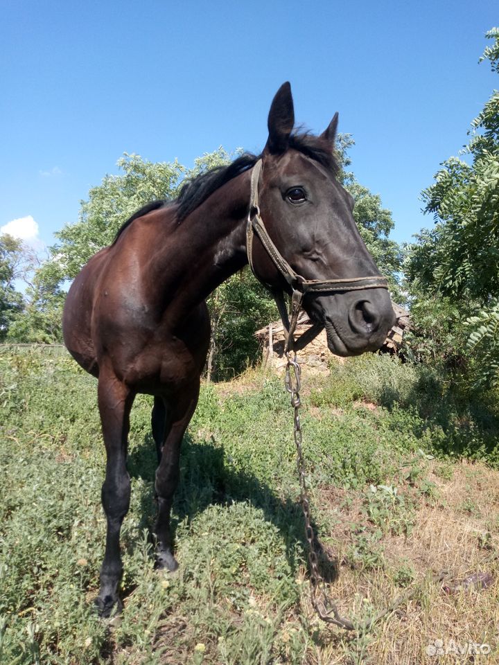 Лошади купить на Зозу.ру - фотография № 1
