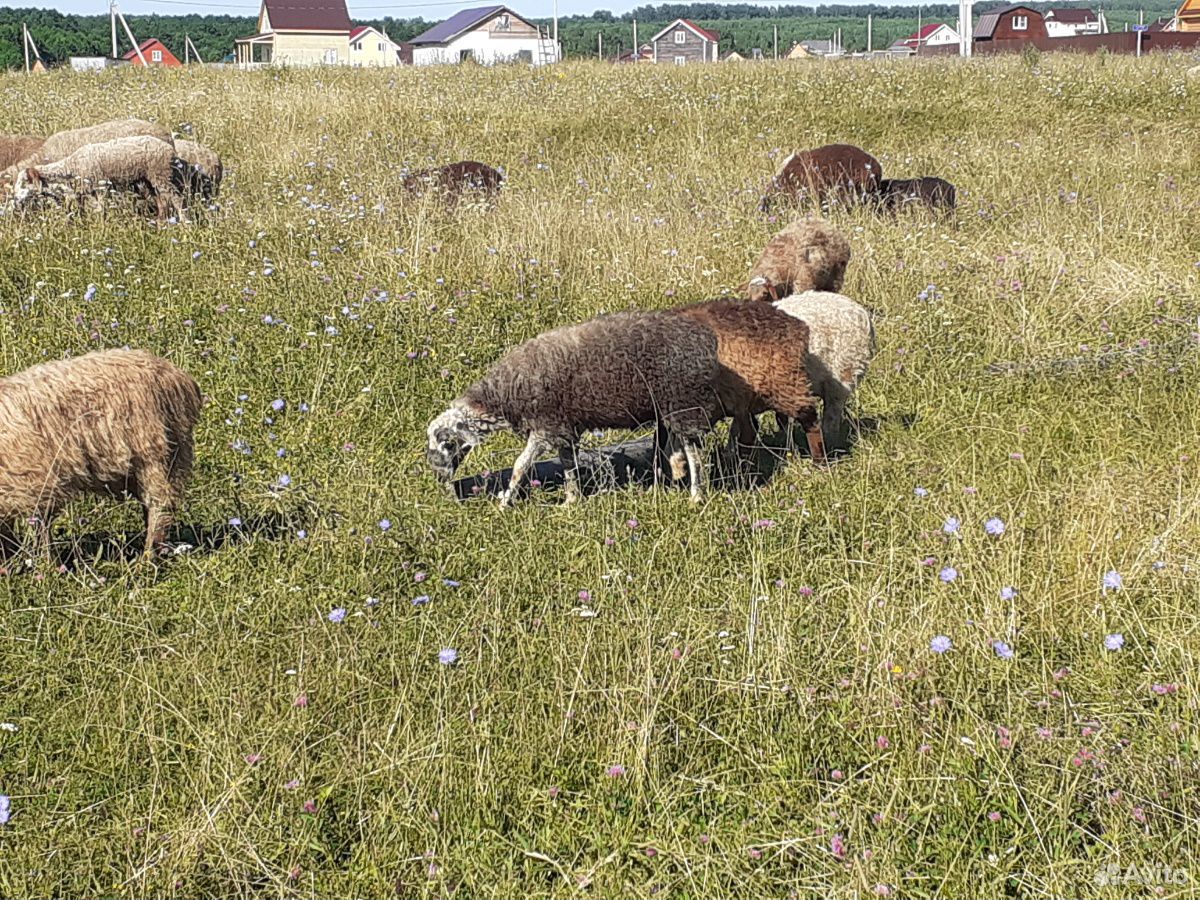 Овцы,ягнята,бараны купить на Зозу.ру - фотография № 8