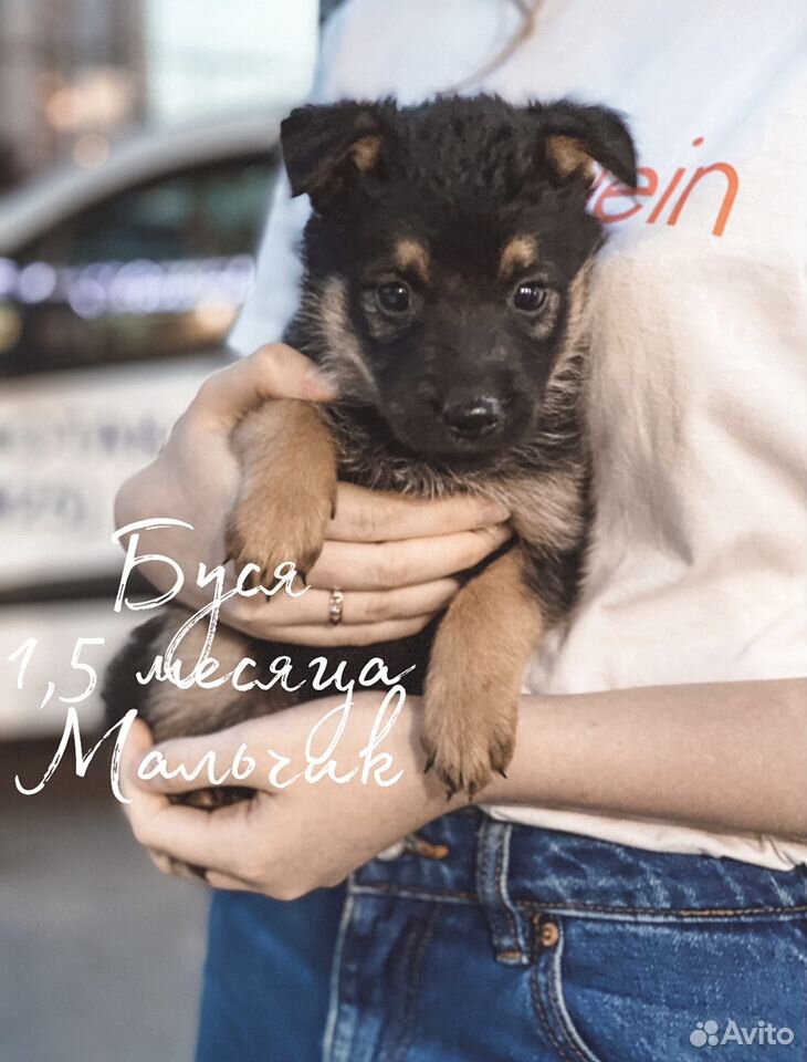 Щенок бесплатно в добрые руки собака купить на Зозу.ру - фотография № 2