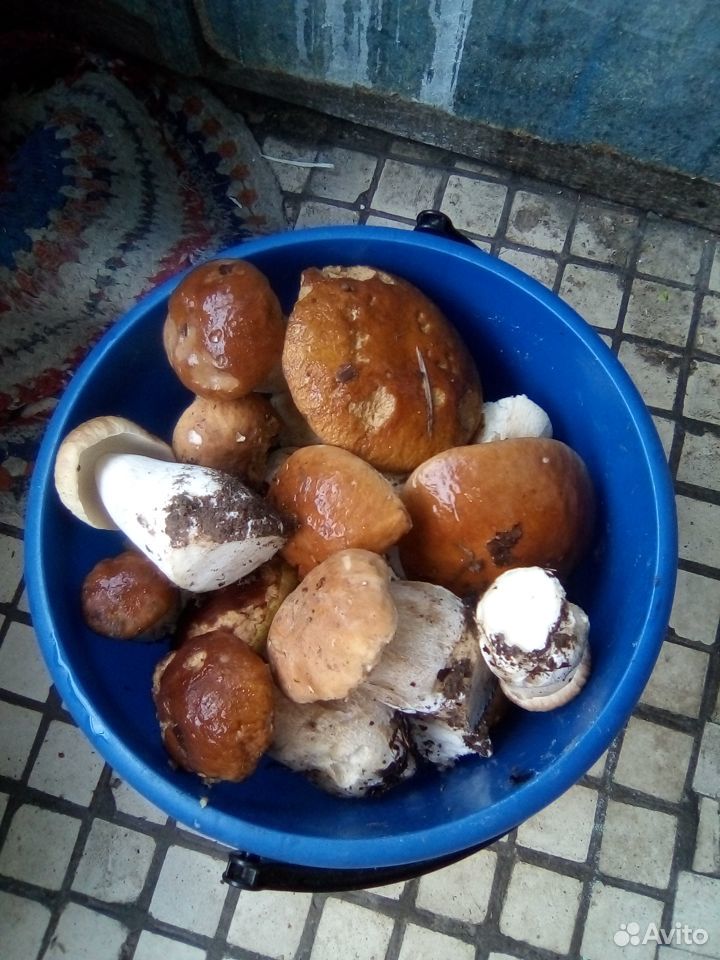 Белые грибы купить на Зозу.ру - фотография № 4
