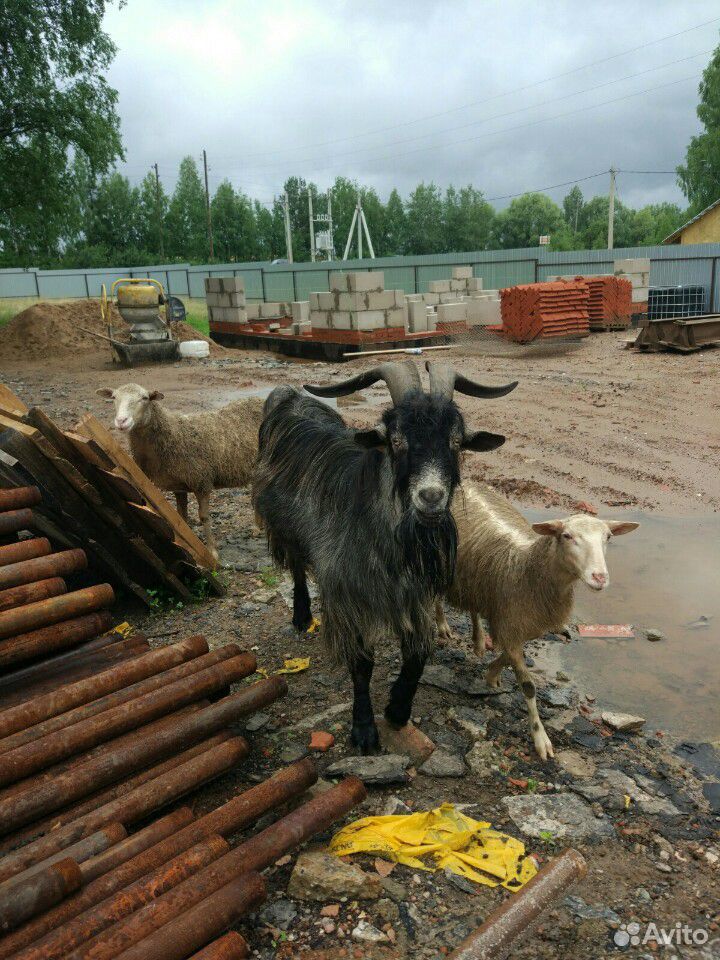 Козел коза козлёнок купить на Зозу.ру - фотография № 2