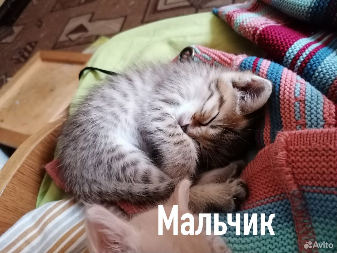 Котята в дрбрые руки купить на Зозу.ру - фотография № 2