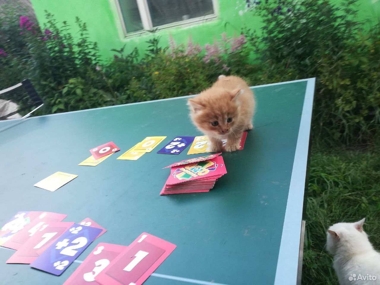 Беспородные котята купить на Зозу.ру - фотография № 5