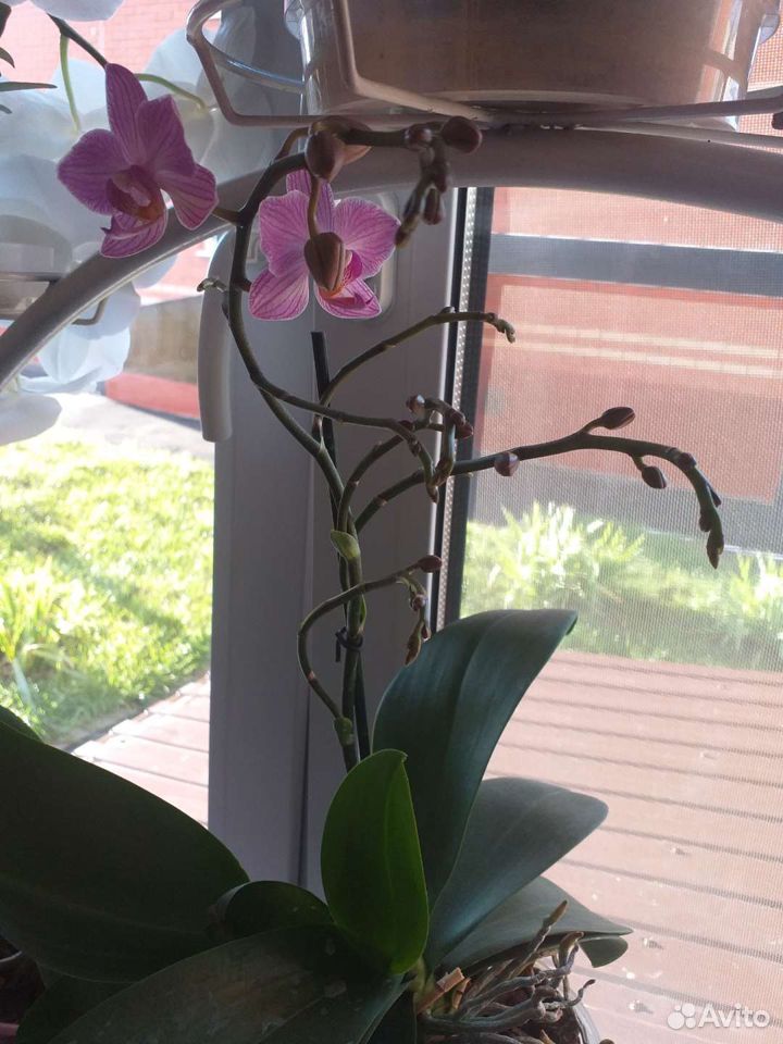Орхидея фаленопсис с деткой купить на Зозу.ру - фотография № 2