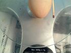 Инкубационное яйцо перепелок Феникс объявление продам