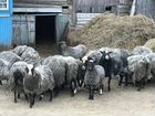 Овцы стадо объявление продам