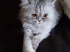 Отдам персидскую кошку объявление продам