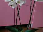 Орхидея фаленопсис 3шт объявление продам