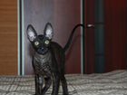 Черный котенок корниш-рекс объявление продам