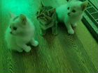 Котята (2 белых мальчика и 1 девочка) объявление продам