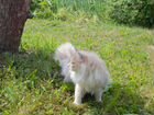 Котенок сибиряк объявление продам
