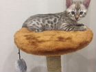 Продам бенгальского котёнка объявление продам