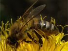 Карпатские пчелы объявление продам