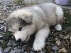 Продаётся щенок Аляскинского маламута объявление продам