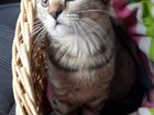 Котенок скоттиш-фолд (шотландская вислоухая) 3.5 м объявление продам