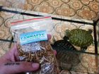 2 черепахи с аквариумом объявление продам