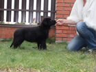 Высокопородные щенки восточноевропейской овчарки объявление продам