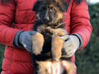 Роскошные щенки в крупнейшем питомнике РФ объявление продам
