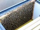 Пчелиные матки породы Бакфаст объявление продам