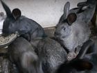 Кролики Мясные помесь венского голубого и фландера объявление продам