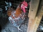 Инк.яйца породных кур, цыплята, петухи объявление продам